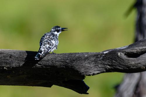 botswana325