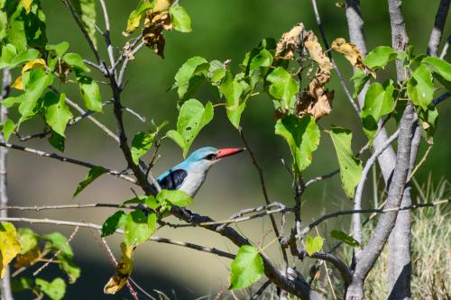 botswana327