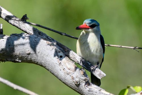 botswana330