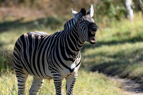 botswana333