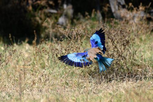 botswana336