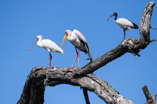 botswana337
